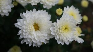 菊の花