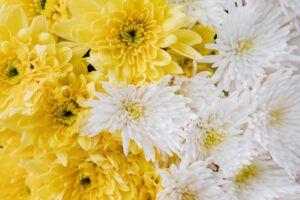 黄色と白の菊の花