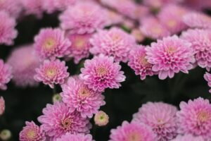 ピンクの菊