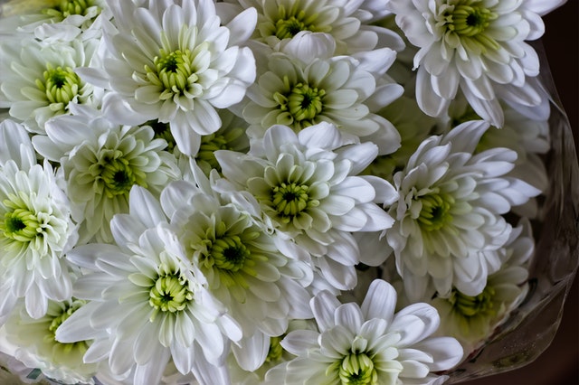 菊の花
