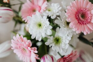 ピンクと白の菊の花
