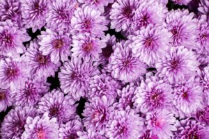 紫色の菊の花